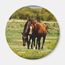 "Best Friends" - Pair of Horses Refrigerator Magnet