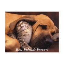 Best Friends!  Postcard
