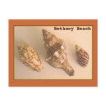 Bethany Shells Postcard
