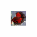 Betta Fish Sculpture Photo Cut Outs
