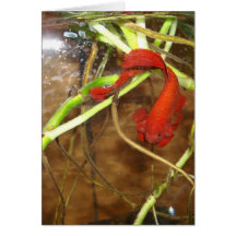 Betta invitation card