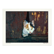 Between Two Worlds - Kitten in the Krack Photograph