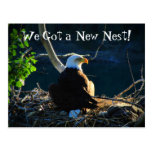 BEWB Bald Eagle With Baby Postcard