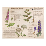 Bewitching Plants Feild Guide Postcard