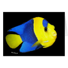 Bi-Colour Angel fish Greeting Card