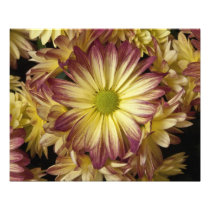 Bi-Colour Chrysanthemum 20" x 16" Photo Print