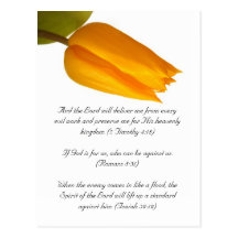 Bible passage, yellow tulip postcard