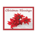 Bible Poinsettias Postcard