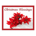 Bible Poinsettias Postcard