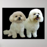Bichon Buddies Print