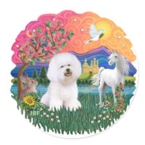 Bichon Frise #1