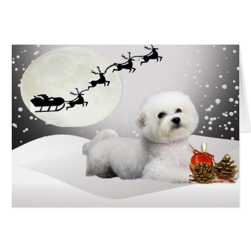 Bichon Frise A Merry Christmas Greeting Card