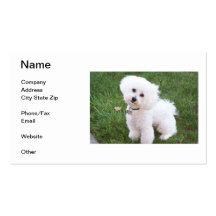 Bichon Frise Business Card
