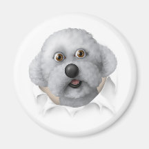 Bichon Frise Busting Out Fridge Magnet