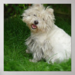 Bichon Frise Canvas Print