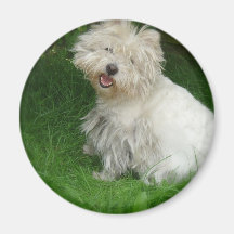 Bichon Frise Dog Magnet