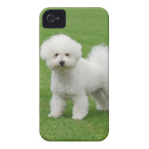 Bichon Frise iPhone 4 Covers