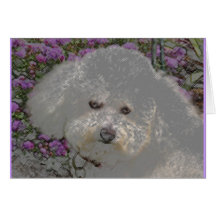 Bichon Frise Notecard
