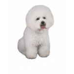 Bichon Frise Precious Ladies T-Shirt