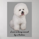 Bichon Frise Precious Print