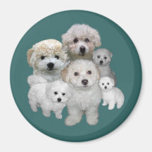 Bichon Frise Puppies Magnet
