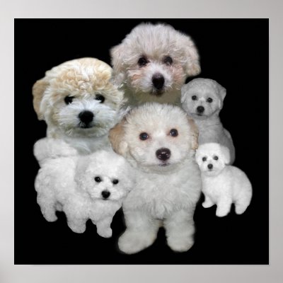 Bichon Frise Puppies Print by normagolden