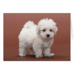 Bichon Frise Puppy Cards, Postage, Gifts