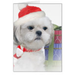 Bichon Frise Santa Cards