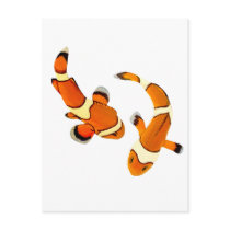 Bickering Clownfish