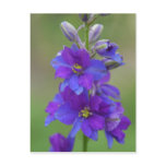 Bicolor Larkspur Postcard