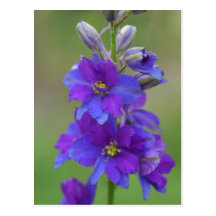 Bicolor Larkspur Postcard