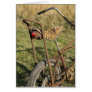 Bicycle Cycle Bicycling Cycling Banana Cruiser Greeting Card