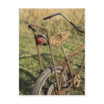 Bicycle Cycle Bicycling Cycling Banana Cruiser Post Cards