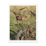 Bicycle Cycle Bicycling Cycling Banana Cruiser Post Card