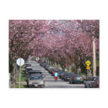 Bicycles and Cherry Blossoms postcards