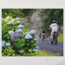 Bicycles and hydrangeas full color flyer