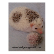 Big and little spots postcard