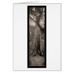 Big Basin Redwood Tree Photo 1907 cards