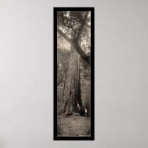 Big Basin Redwood Tree Photo 1907 Posters