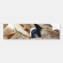 Big Beautiful Goose Geese Feathers Bumper Stickers