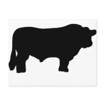 big black angus bull post cards