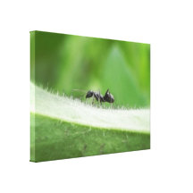 Big Black Ant Canvas Prints
