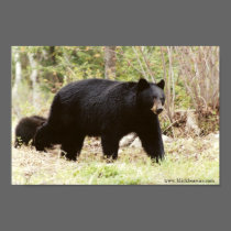 big black bear posters