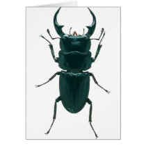 Big Black Dung Beetle