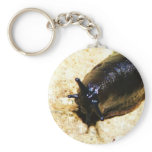 Big Black Slug