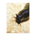 Big Black Slug
