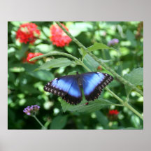 Big Blue Butterfly 2 Poster