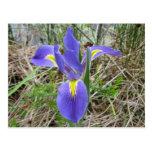 Big Blue Louisiana Iris Postcard