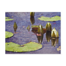 Big Branch Swamps Postcard