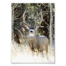 Big Buck 5x7 Photograph
